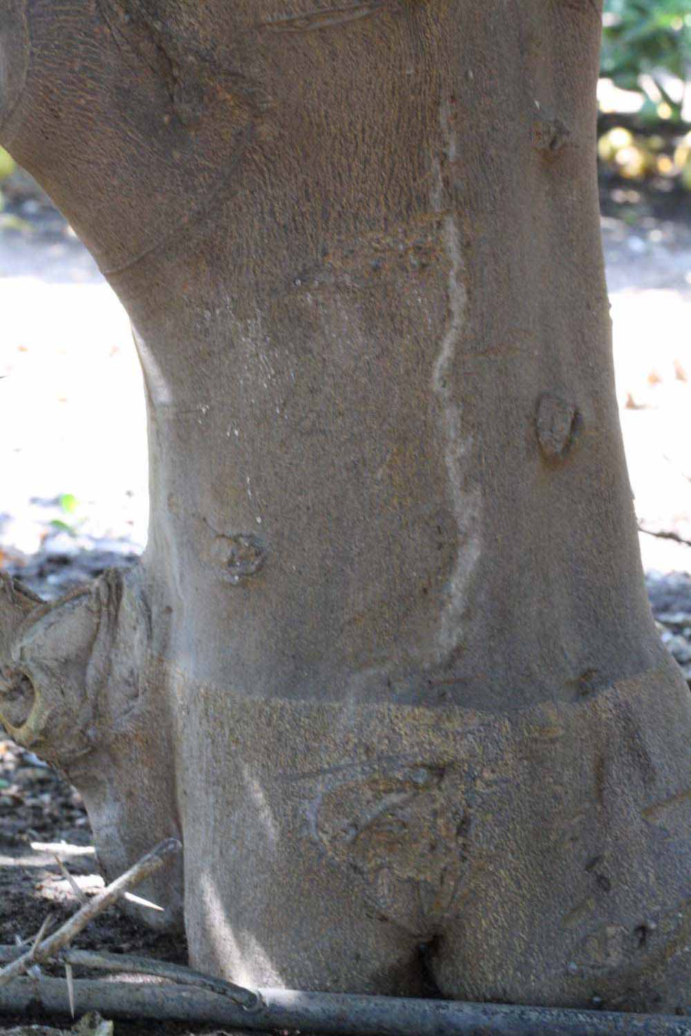            Bark (Riverside, CA)   